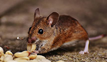 24 Hour & Emergency Exterminators in Malone, WI